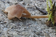 Entoloma cetratum