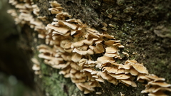 Polyporales