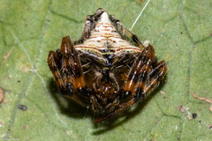 Verrucosa scapofracta