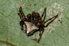 Verrucosa scapofracta