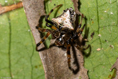 Verrucosa scapofracta