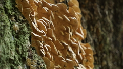 Polyporales