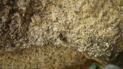 Insecta