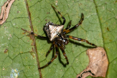 Verrucosa scapofracta