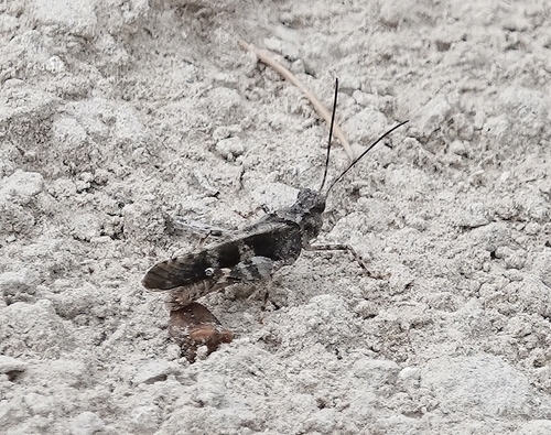 Masked Grasshopper photo 5