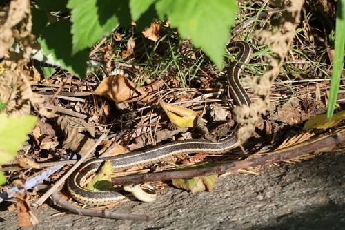 iNaturalist observation photo of Western Terrestrial Garter Snake