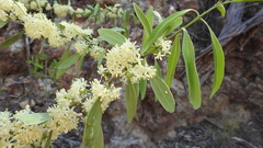 Psydrax oleifolia
