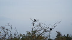 Corvus