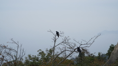 Corvus