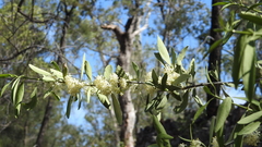 Psydrax oleifolia