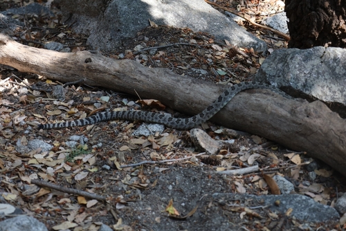 iNaturalist observation photo of Northern Pacific Rattlesnake