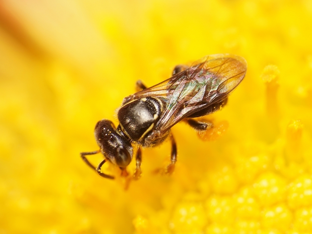Emerina Stingless Bee