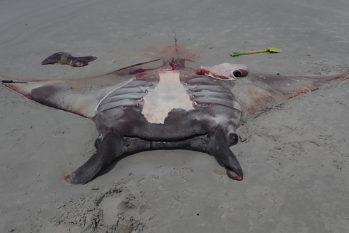 Stingray