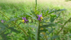 Solanum coracinum