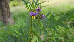 Solanum coracinum