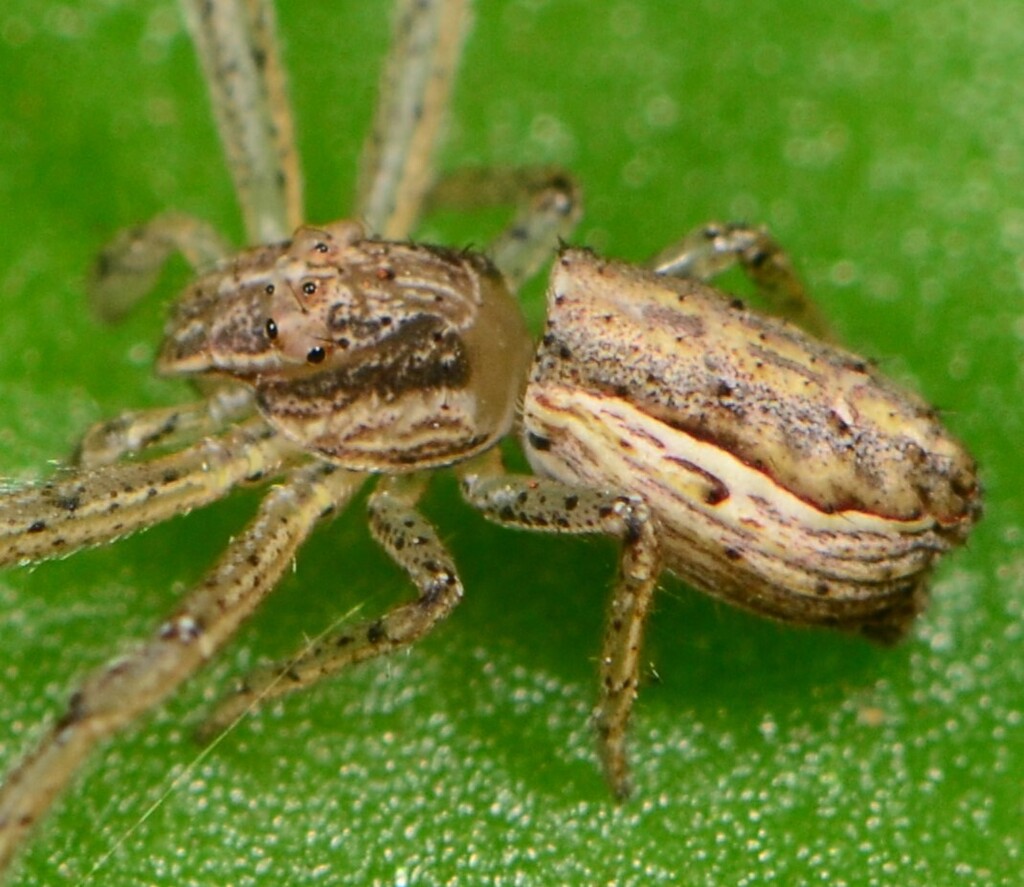Short Bum Tmarus Crab Spider
