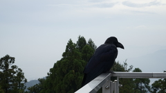 Corvus macrorhynchos