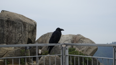 Corvus macrorhynchos