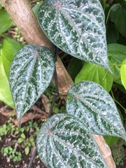 Piper ornatum