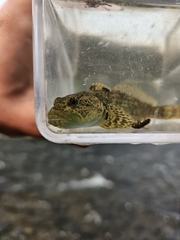 Snake River Sculpin photo 2