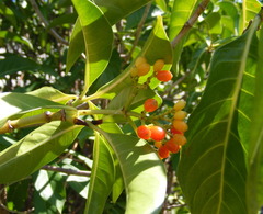 Psychotria plumieri