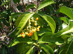Psychotria plumieri