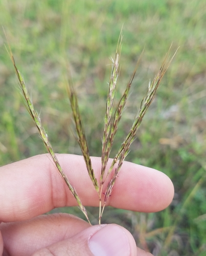 Bothriochloa pertusa