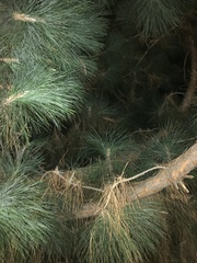 Pinus canariensis