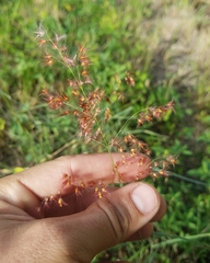 Melinis repens image