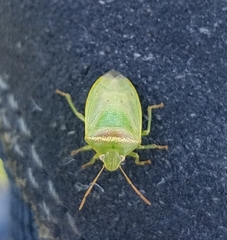 Piezodorus guildinii