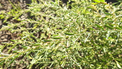 Phyllanthus maderaspatensis