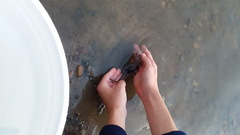 Acipenser fulvescens