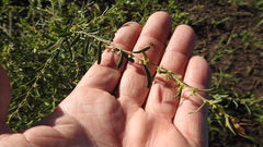 Phyllanthus maderaspatensis