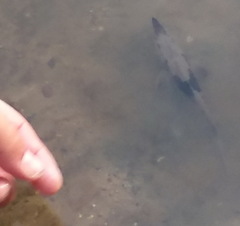 Acipenser fulvescens