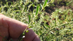 Phyllanthus maderaspatensis