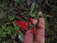 Castilleja integrifolia