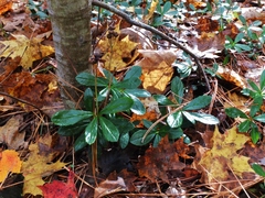 Chimaphila umbellata cisatlantica