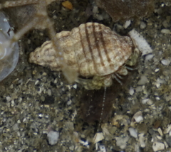 Paguroidea