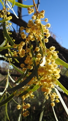 Acacia pendula