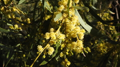 Acacia pendula