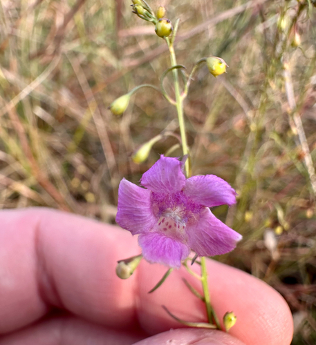Sandplain false foxglove (Agalinis decemloba)