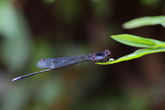 Pseudagrion pruinosum