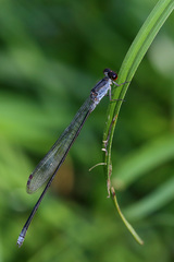 Pseudagrion pruinosum