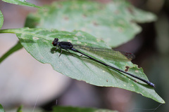 Pseudagrion pruinosum
