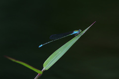 Pseudagrion williamsoni