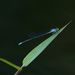 Pseudagrion williamsoni - Photo (c) Erland Refling Nielsen, some rights reserved (CC BY-NC)