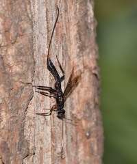 Xoridinae