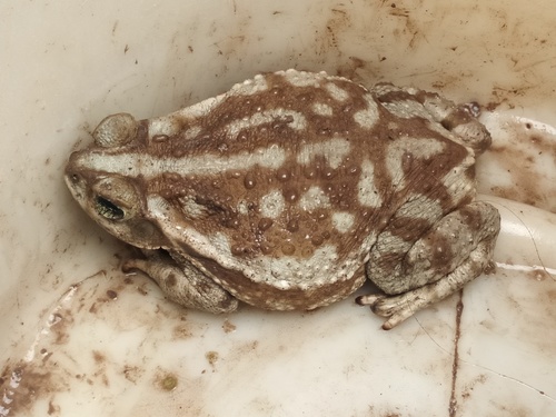 Argentine Toad