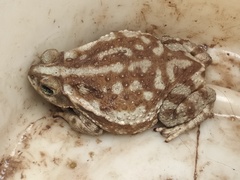 Argentine Toad photo 5