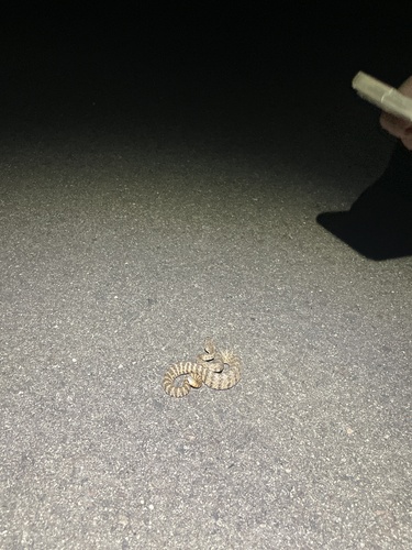 Tiger Rattlesnake